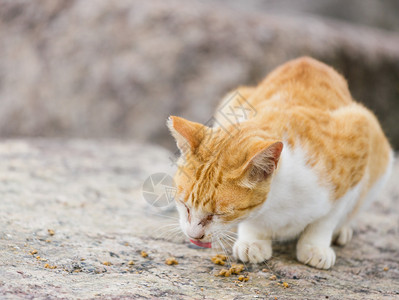 街头猫吃食物图片