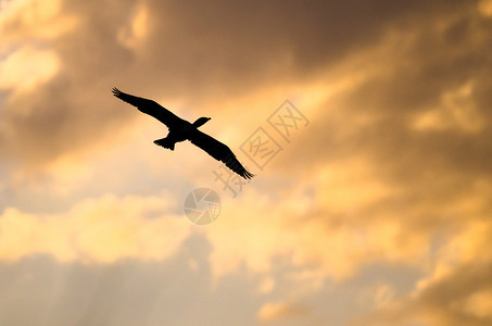双冠鸬鹚在落日的天空中飞翔背景图片