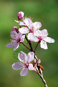 桃花盛开的季节粉红色的梅花图片