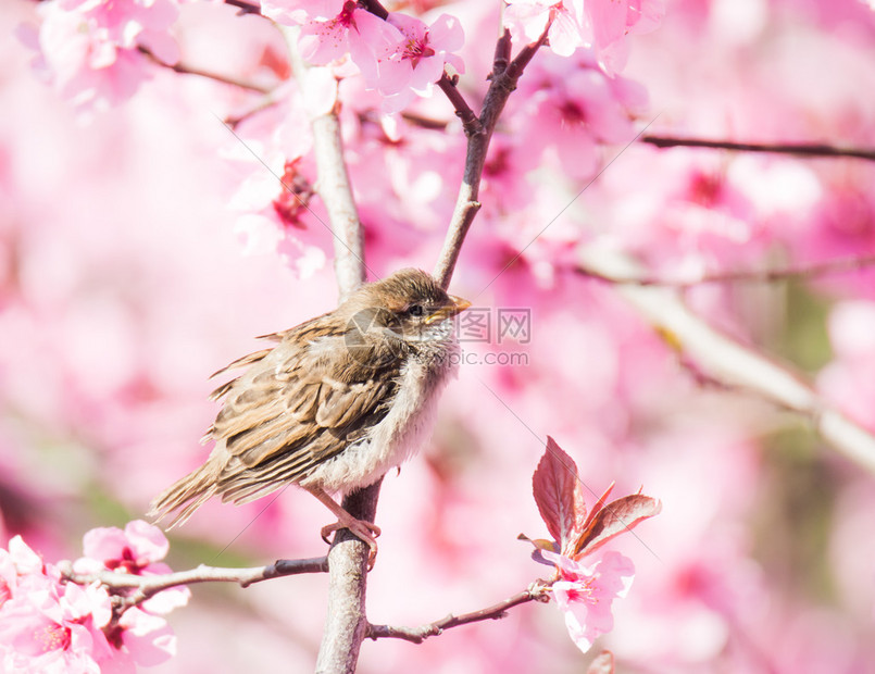 麻雀坐在粉红花蜜桃树开图片