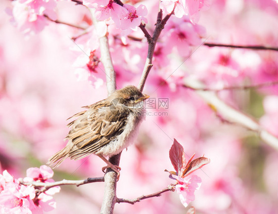 麻雀坐在粉红花蜜桃树开图片