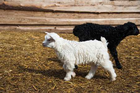 农民场的羊图片