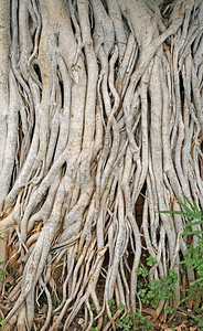 长树茂密许多根植于大锅里土图片