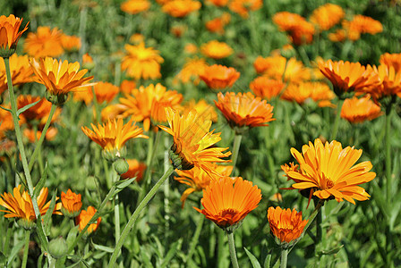 Calendula药用图片