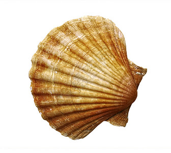 海贝壳细节扇贝壳图片