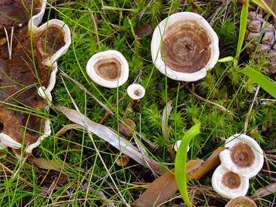 在苔藓中生长的蘑菇的顶视图图片