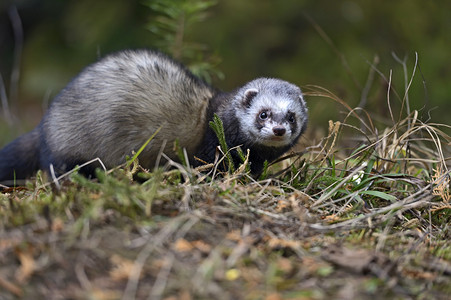 StoatMustelaerminea站立在猎图片