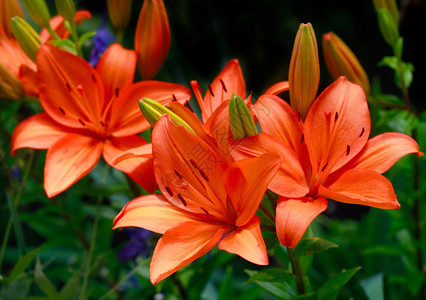 百合花夏季阳光图片