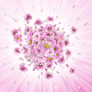 粉红菊花芽爆炸光辉的射背景图片