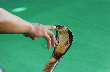 眼镜蛇和耍蛇人的手细节图片