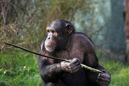 拿着棍子的雌黑猩背景图片