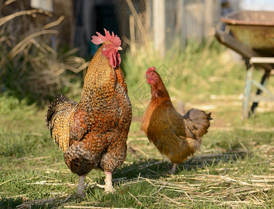 公鸡和母鸡在谷仓里散步背景图片