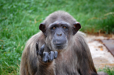 问黑猩要人吃东西的问题DvurKraloveNadLab图片