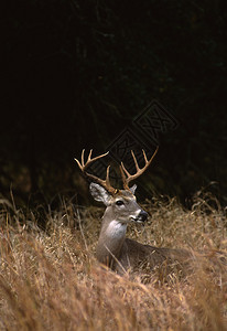 高草丛中的一只漂亮的白尾鹿背景图片