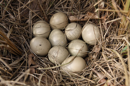 用干草制作的干巢中的野鸡蛋背景图片