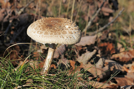 蘑菇Mrocrolepiota图片