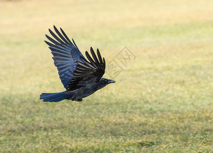 黑乌鸦飞过草地图片