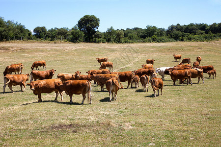 田间放牧的肉牛群图片