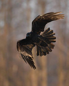 常见乌鸦在自背景图片