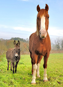 一匹马和一头驴从前面图片