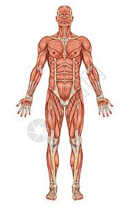人类肌肉系统解剖图片