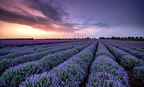 紫衣草田的美丽形象背景图片