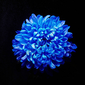 美丽的蓝仙子花瓣上有露图片