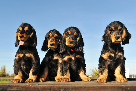 四只小狗的肖像蓝天上纯背景图片