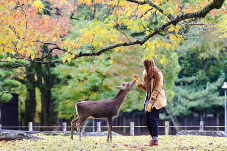 日本奈良秋季奈良鹿图片