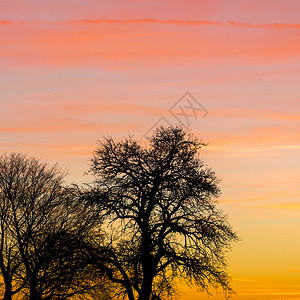 雪地背影日出黎明天空橙色的热云自然地貌与树背影以5D标背景