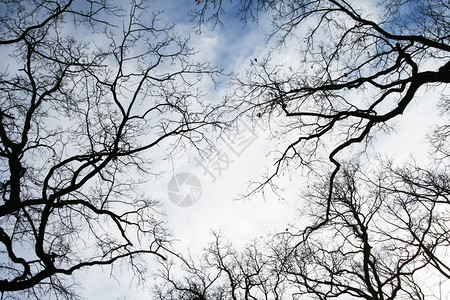 穿过树木的灰蓝秋空背景图片