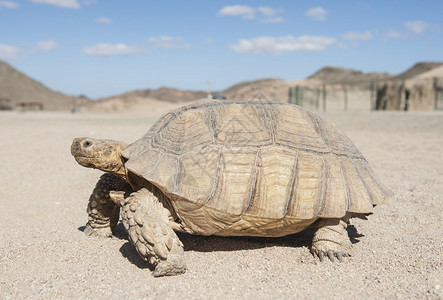 大型乌龟爬行动物在沙地上走过干图片