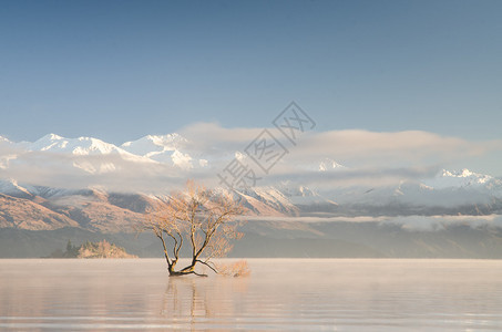 瓦纳卡湖著名的孤树图片