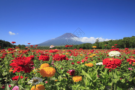 夏季富士山和美背景图片