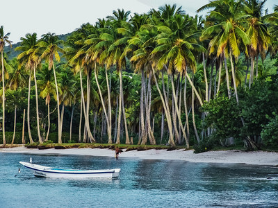 宁静的海湾上海滩上的棕榈树林图片
