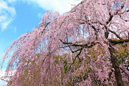 日本的樱树图片
