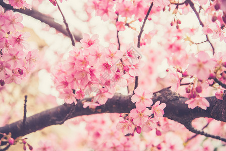 粉红色的樱花盛开图片