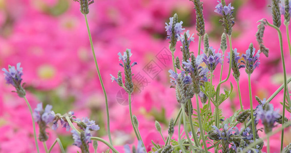 紫色薰衣草花农场图片