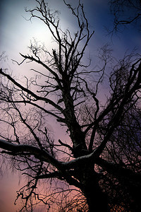 冬天月光下秃树的剪影图片