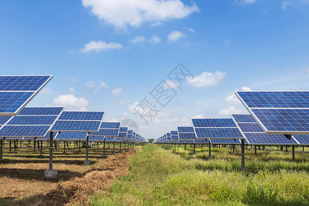 太阳能发电厂中成排的多晶硅太阳能电池阵列向上吸收来自太阳的光图片