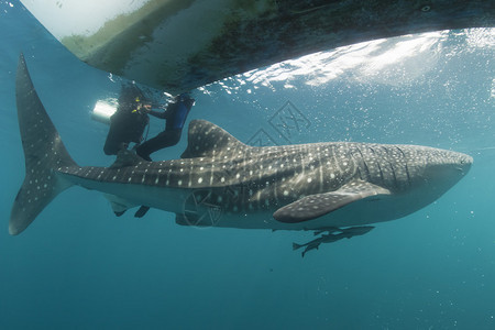 鲸鲨在巴布亚接近一名潜水员图片