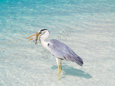 苍鹭在马尔代夫捕鱼背景图片