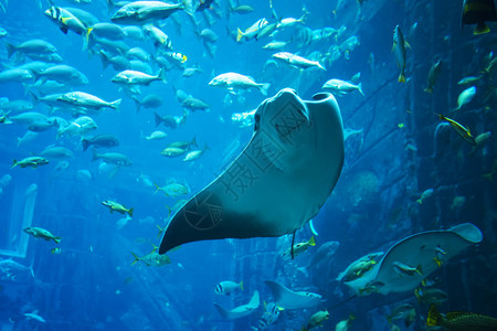 亚特兰蒂斯酒店一个巨大的水族馆图片