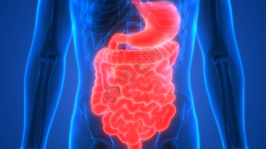 人体消化系统解剖图片
