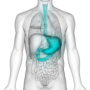 人体消化系统解剖3D图片