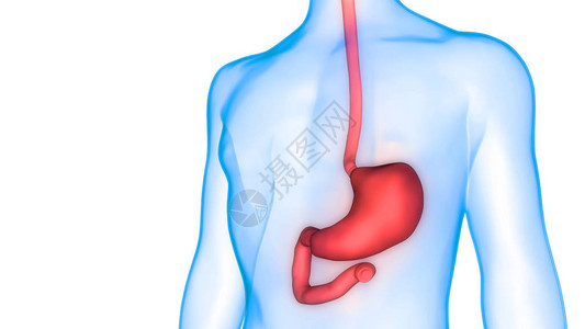 3D人类消化系统口图片
