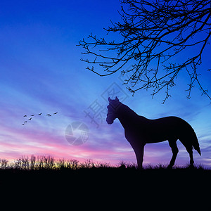 晚上自然背景上的马剪影背景图片