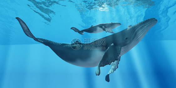 一位细心的驼背鲸妈保证她的幼崽靠近她图片
