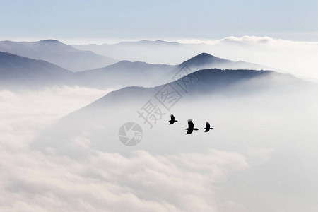 薄雾中的山峰和飞翔的鸟儿的剪影图片