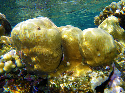 珊瑚礁水下珊瑚礁图片